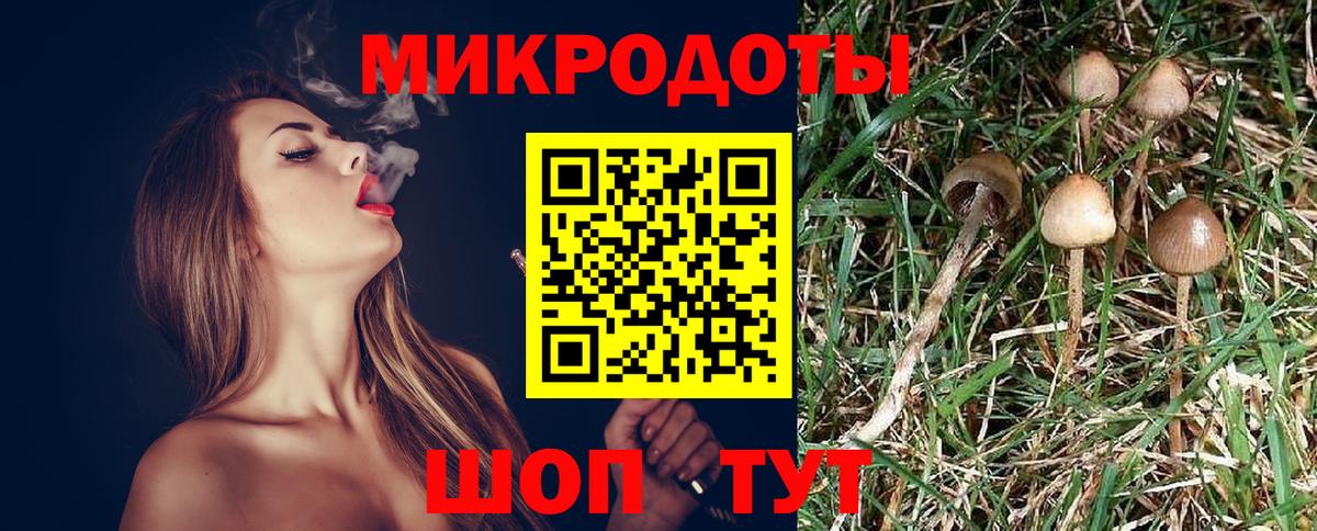 Псилоцибиновые грибы Psilocybe Новоалтайск